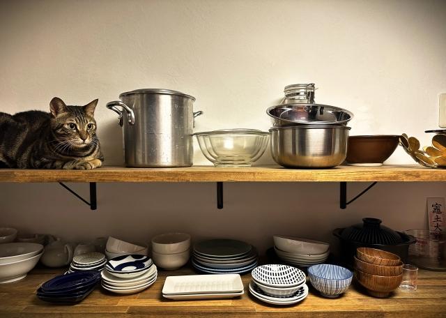 キッチンのイメージ。鍋、食器が並んでいる棚。棚に乗る猫